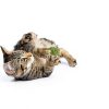Raw Paws Catnip Balls for Cats 6-Count Interactive All-Natural Toy-3