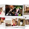 AGYM Cat Spring Toys, 30 Pack Cat Spiral Springs for Indoor Cats, Colorful & Durable Plastic Spring Coils Attract to Swat, Bite, Hunt, Interactive Toys for Kittens-4
