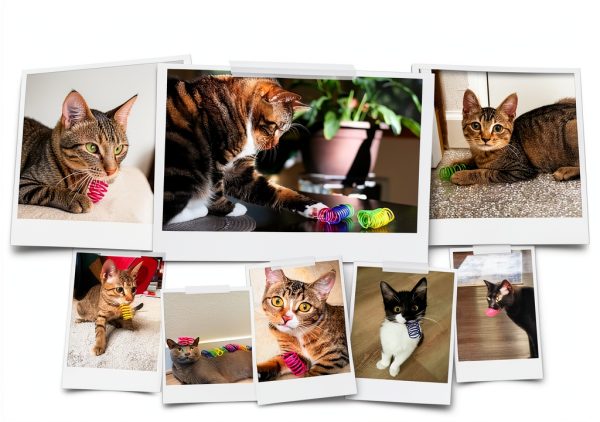 AGYM Cat Spring Toys, 30 Pack Cat Spiral Springs for Indoor Cats, Colorful & Durable Plastic Spring Coils Attract to Swat, Bite, Hunt, Interactive Toys for Kittens-4